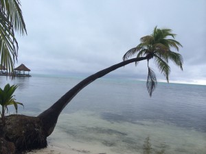 The overcoming palm tree