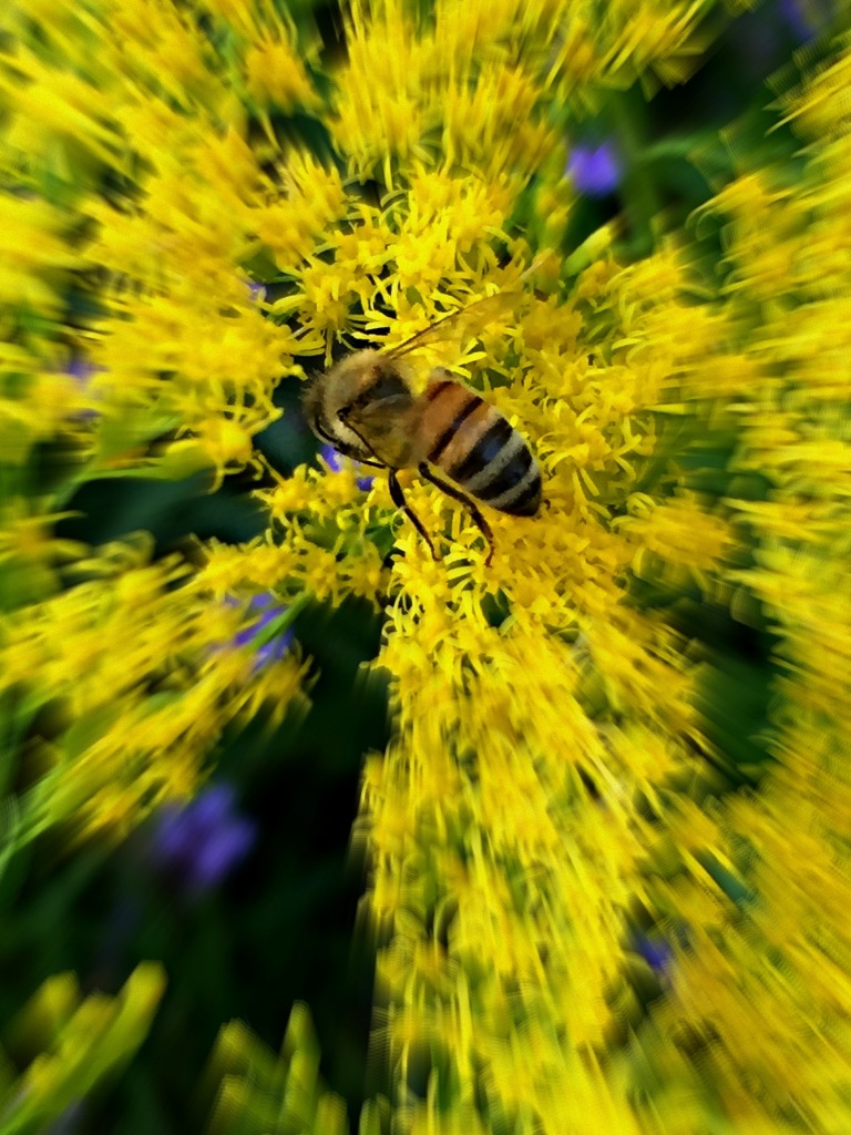 Bee in focus