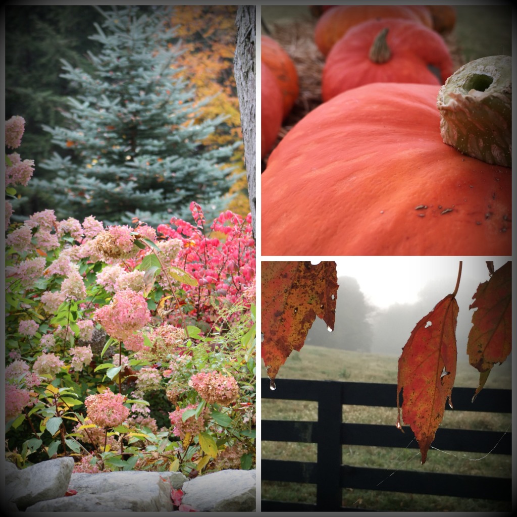 Fall  Collage