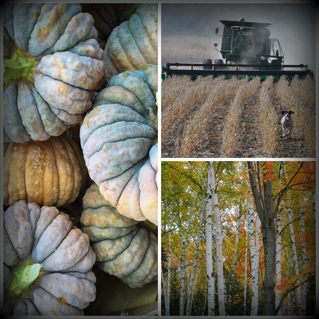 Fall Collage 2