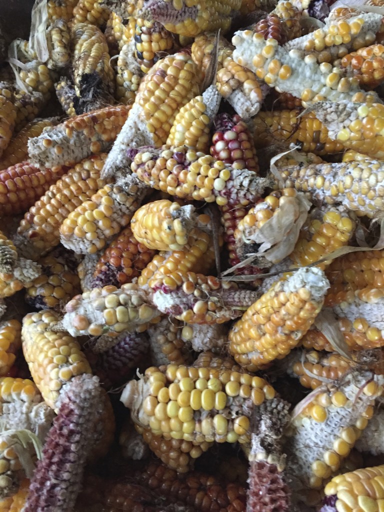 corn harvest