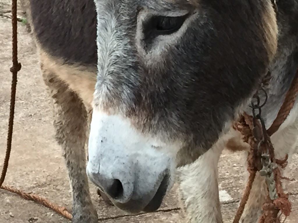 our new friend - he wanted his ears scratched