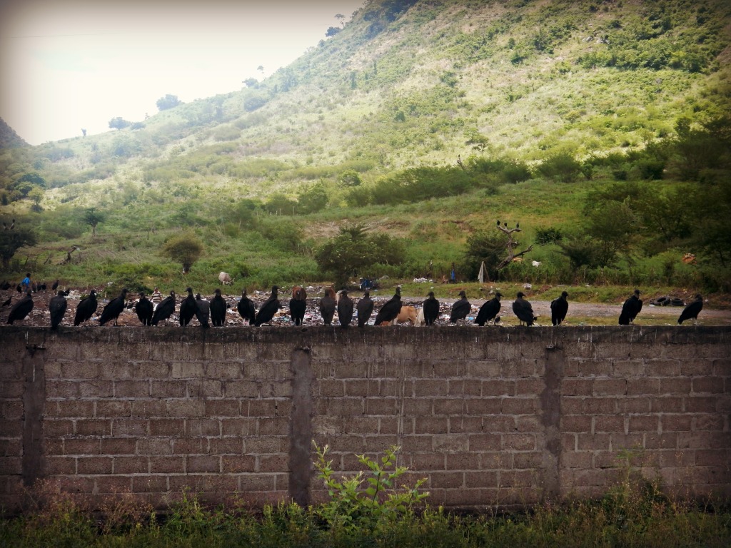 buzzards on wall edited