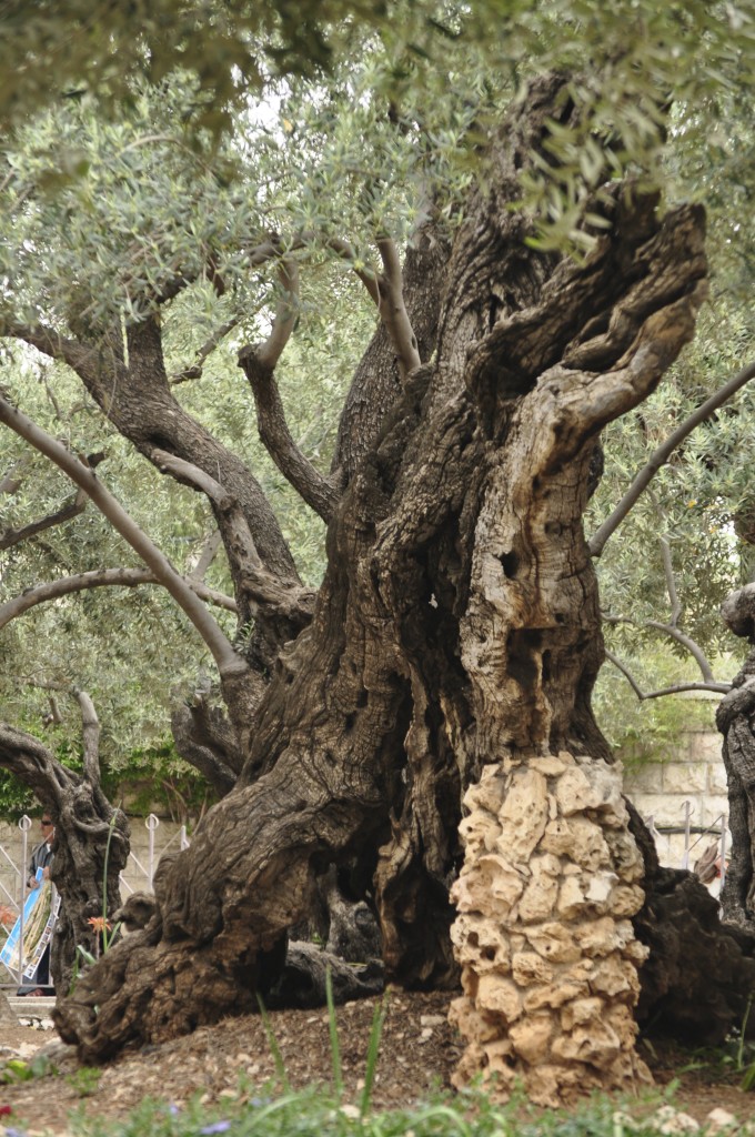 One of the oldest olive trees in the garden.  Supports of stone were placed to keep the limbs from breaking.