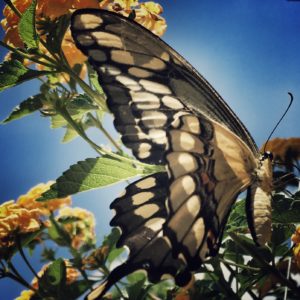 butterfly in the sun